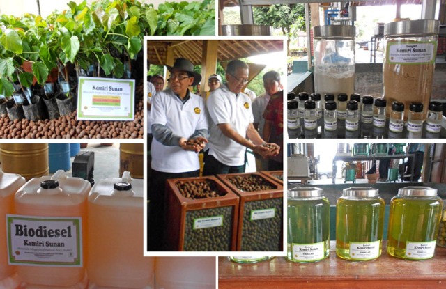 Biodiesel, Bahan Bakunya Ditanam di Lahan Bekas Tambang
